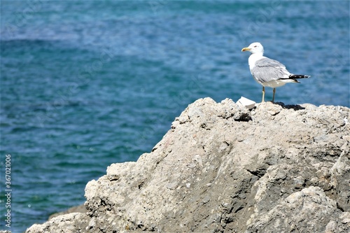 Seagull standing on the rock by the sea