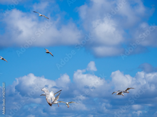 some white seagulls flying in the blue sky with white clouds