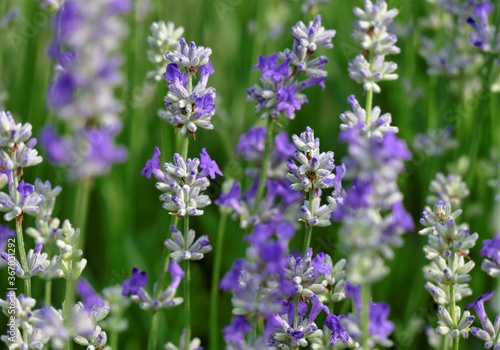 Fresh purple lavender field background