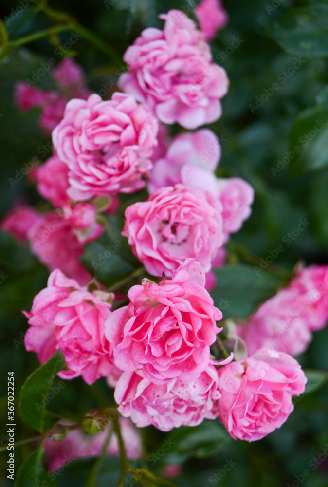 Pink Roses Photography