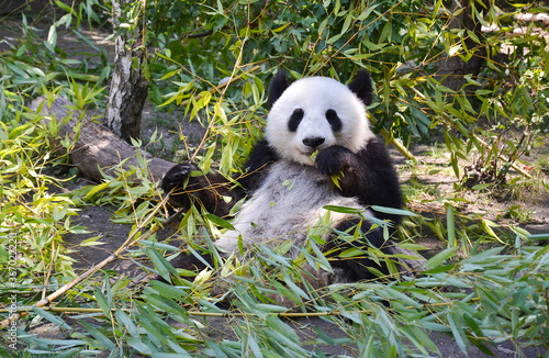 Cute Panda Eating Bamboo Zoo Animal, Photo of a panda © Michaela