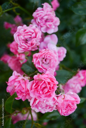 Pink Roses Photography © Michaela