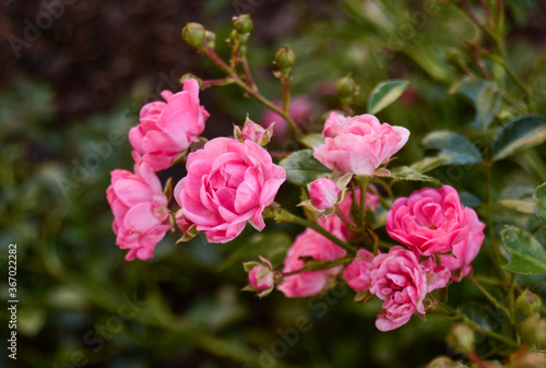 Pink Roses – Flowers Photography © Michaela