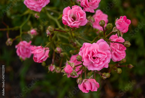 Pink Roses Photography
