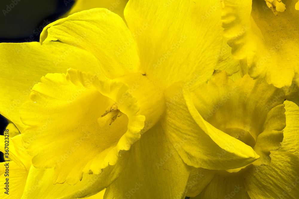 Yellow Narcissus Flower (Narcissus pseudonarcissus)
