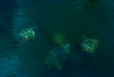 four turtles in a pond at a public park in the Woodlands, TX.
