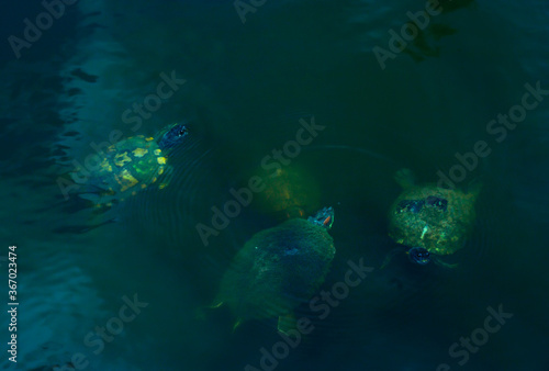 four turtles in a pond at a public park in the Woodlands  TX.