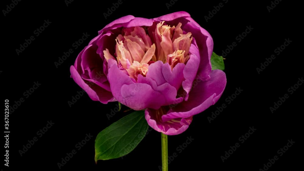 Timelapse of pink peony flower blooming on black background, close-up. Valentine's Day concept. Mother's day, Holiday, Love, birthday background design. 4K UHD video timelapse Timelapse of pink peony flower blooming on black background, close-up. Valentine's Day concept. Mother's day, Holiday, Love, birthday background design. 4K UHD video timelapse