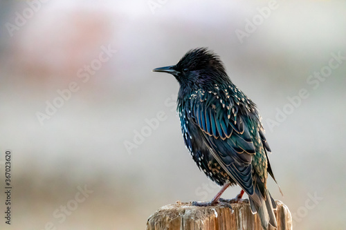 Φωτογραφία Starling bird perched on a wooden fence post