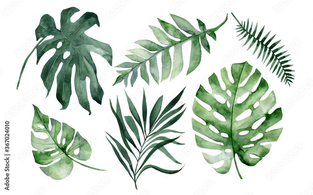 Obraz set of watercolor tropical leaves on white background. Green palm leaves, monster, homeplants, banana leaves. Exotic plants. Jungle botanical watercolor illustrations, floral elements.