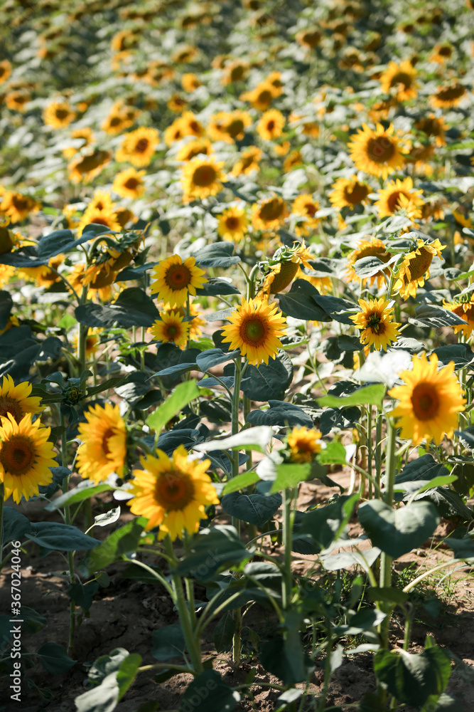 Sunflower field nature scene view. Sunflower field nature scene view.