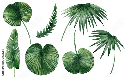 set of watercolor tropical leaves on white background. Green palm leaves, monster, homeplants, banana leaves. Exotic plants. Jungle botanical watercolor illustrations, floral elements.
