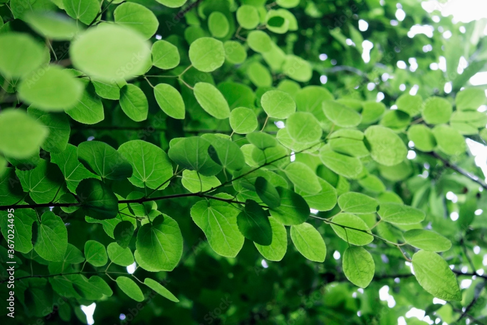 Closeup photo of fresh green leaves Closeup photo of fresh green leaves