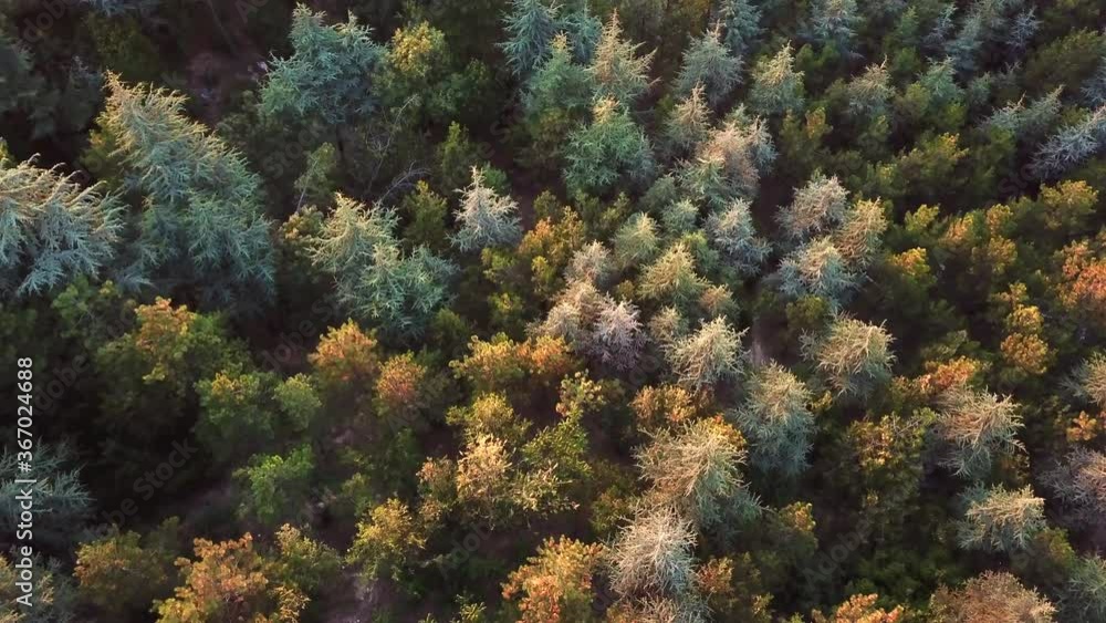 Aerial view of Autumn colorful textured tree's. The sun is going down and camera is getting close to the ground. Aerial view of Autumn colorful textured tree's. The sun is going down and camera is getting close to the ground.