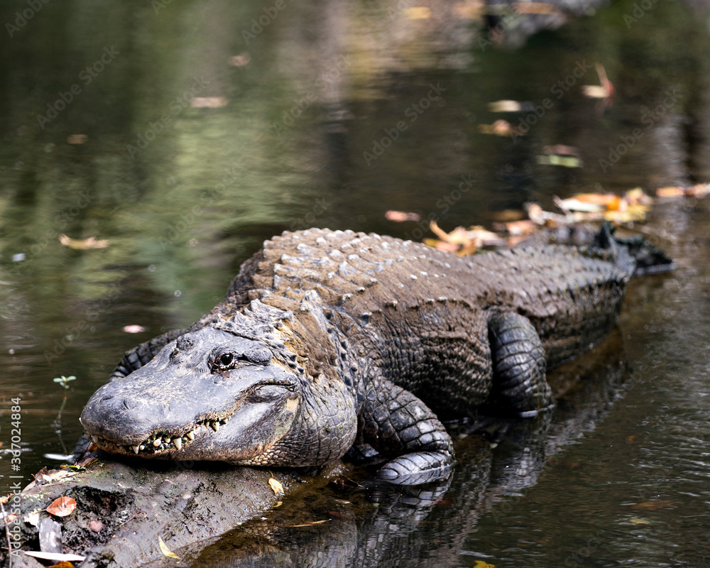 Obraz premium Alligator stock photo. Alligator close-up profile view with water background.