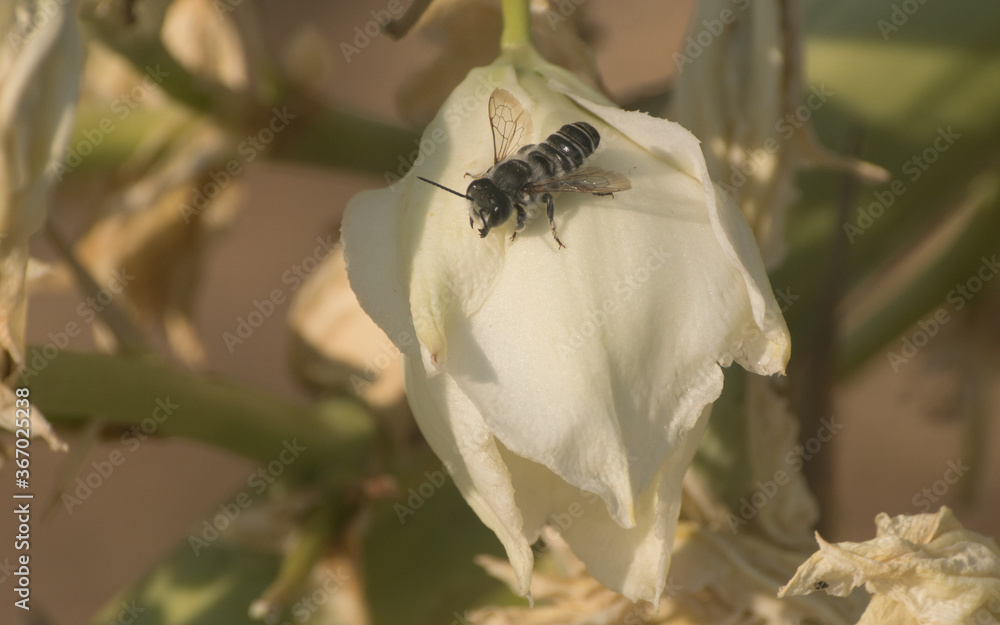 Fototapeta premium Yucca and Black Bee macro details.