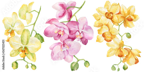 Watercolor set of orchid. Hand drawn illustration. Isolated on white background