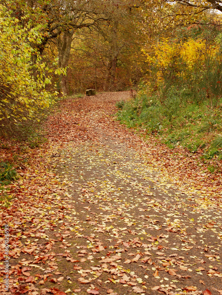path in the forest covered by autumn leaves