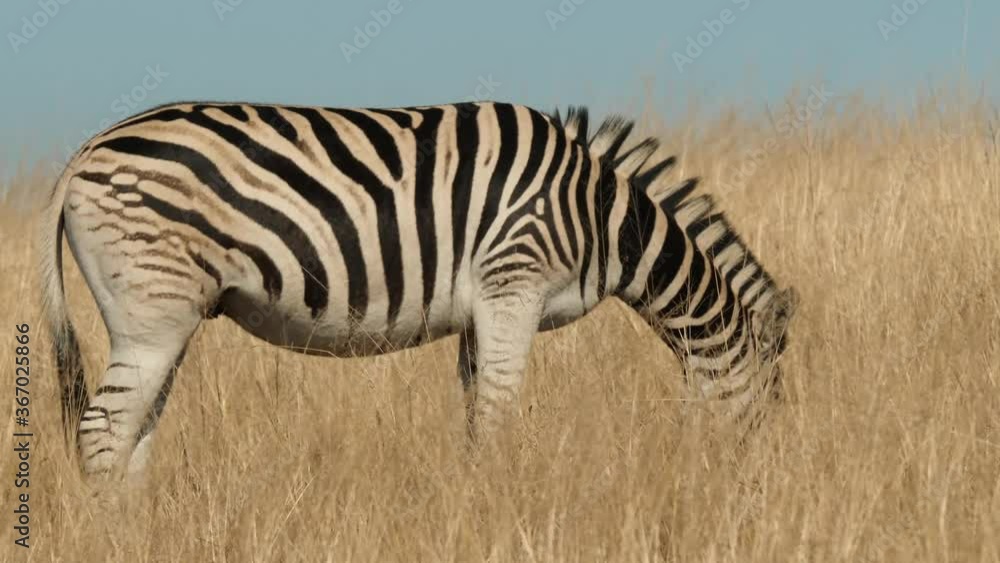 Plains Zebra in Natural Habitat, South Africa Plains Zebra in Natural Habitat, South Africa