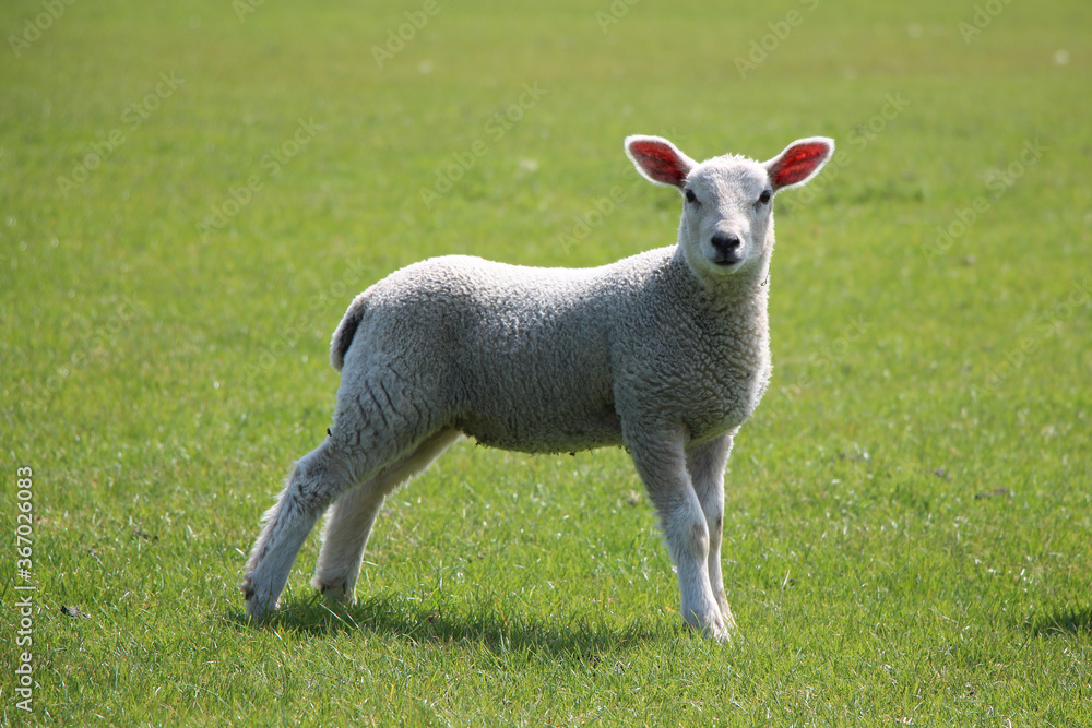 sheep in a meadow