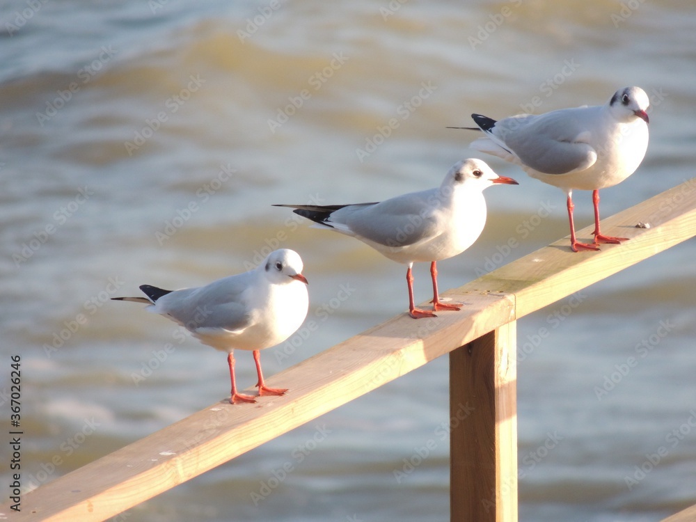 Mouettes au repos sur le ponton Mouettes au repos sur le ponton