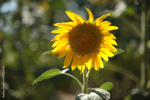 Sunflower field nature scene view. 