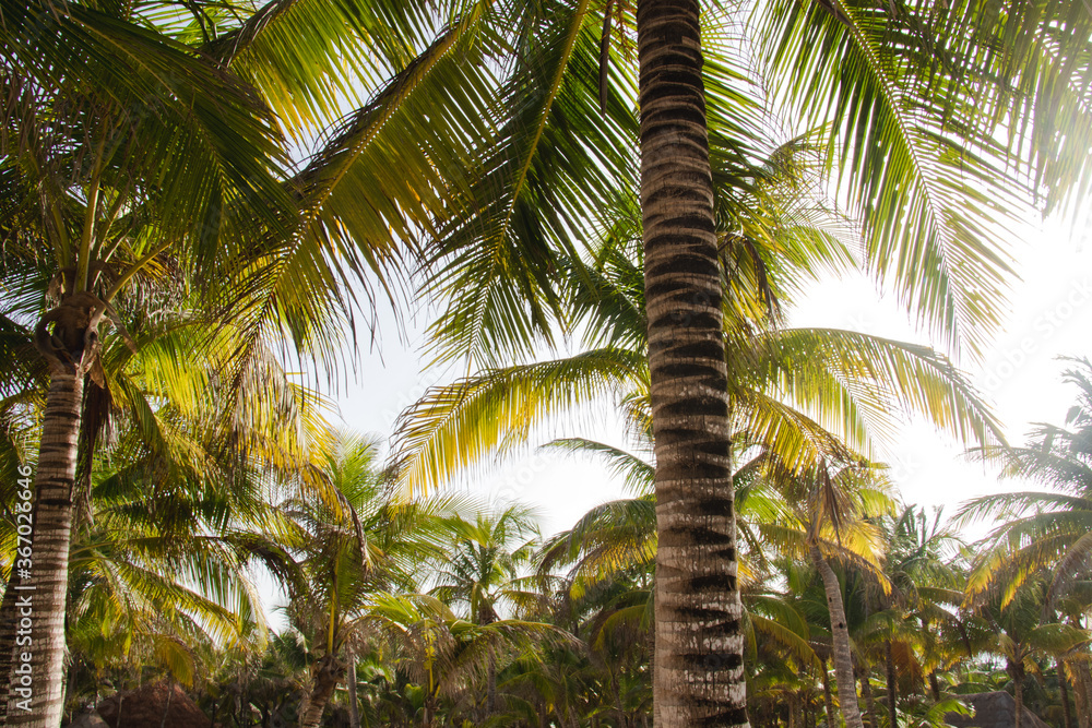 Caribbean palm trees, tropical