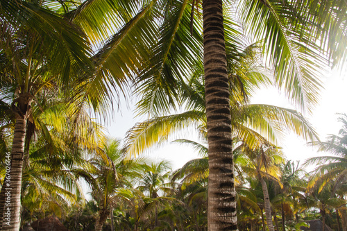 Caribbean palm trees, tropical