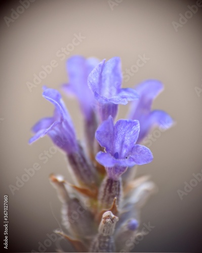 Macro photo of violet flowers of Lavandula angustifolia.