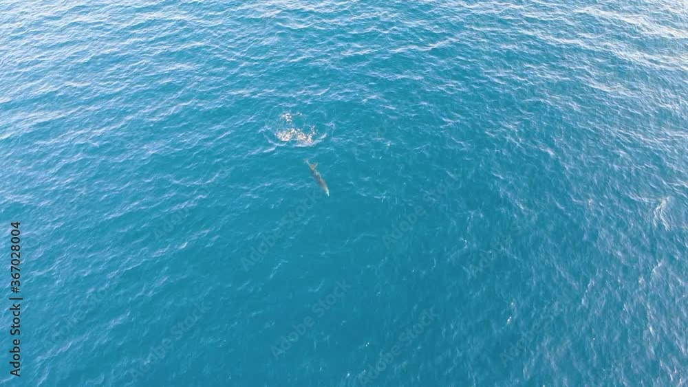 Dolphin swimming and doing acrobatic jumps splashing and dive into deepness. Aerial view Dolphin swimming and doing acrobatic jumps splashing and dive into deepness. Aerial view