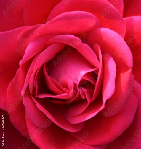 Beautiful red rose as background