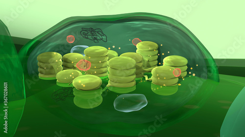 Chloroplast structure, 3d illustration. Cross section of a chloroplast in a plant cell, showing also the additional elements: ribosome, nucleoid (DNA), plastoglobulus and starch granule photo