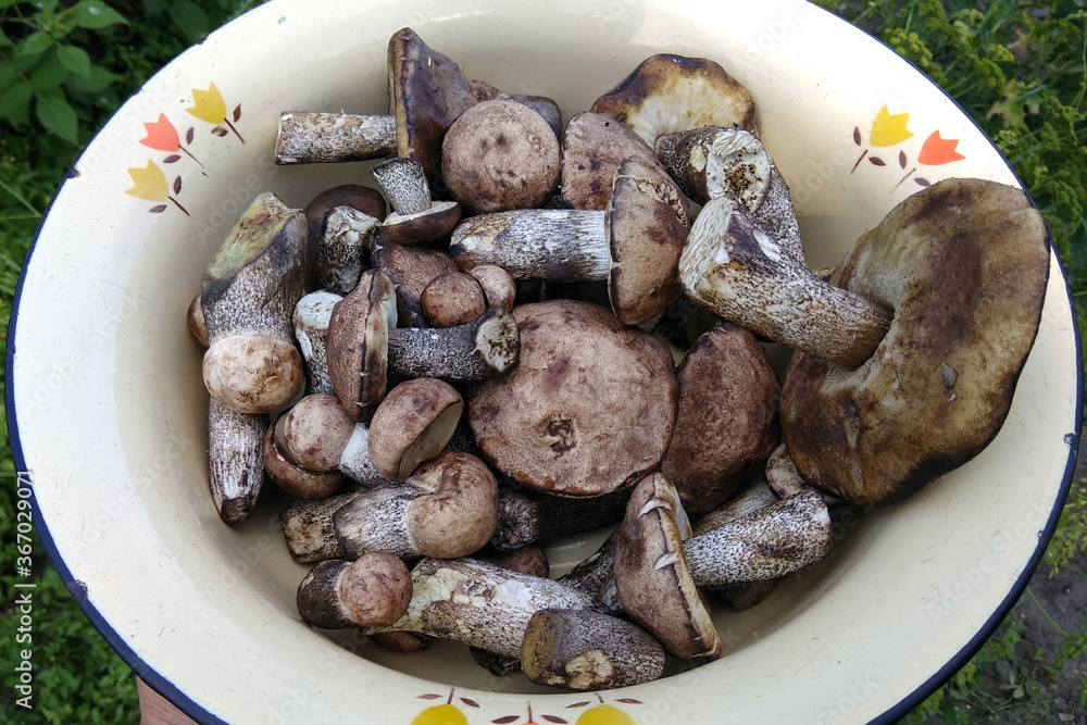Leccinum scabrum, or birch bolete mushrooms Leccinum scabrum, or birch bolete mushrooms