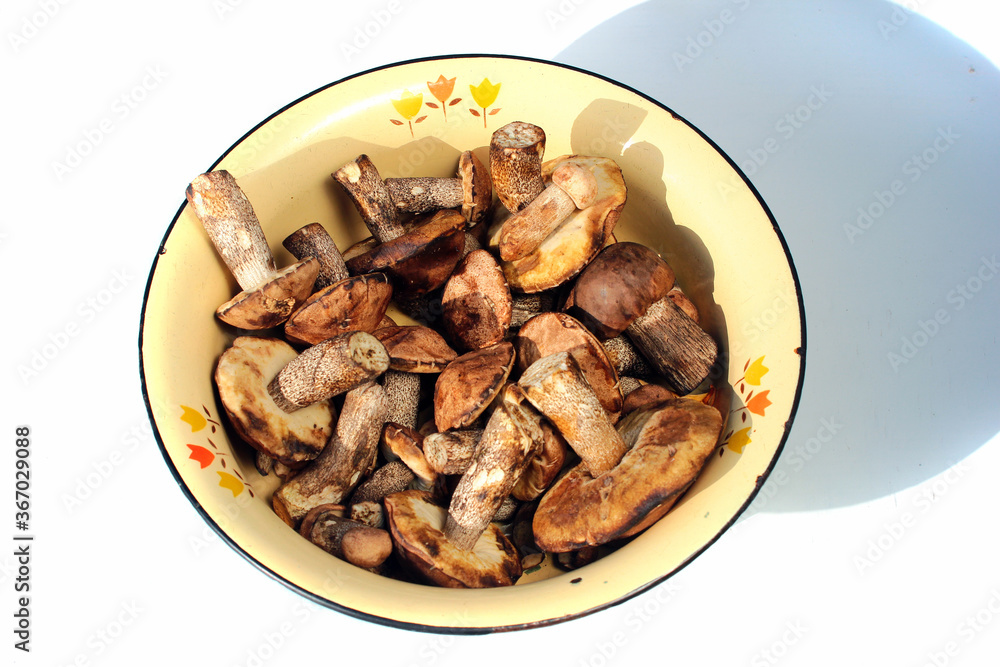 Leccinum scabrum, or birch bolete mushrooms Leccinum scabrum, or birch bolete mushrooms