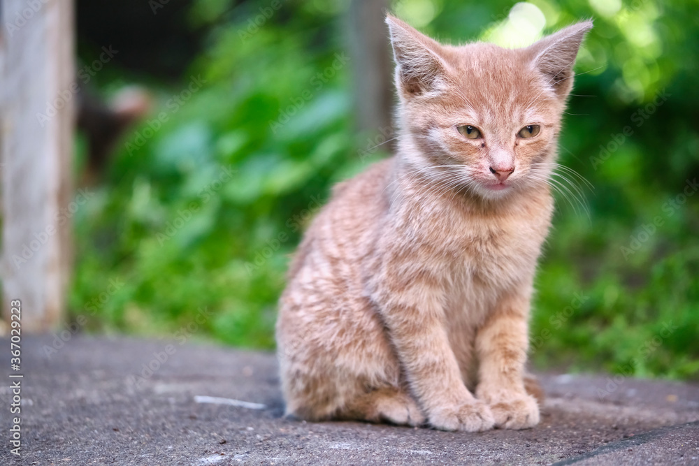 homeless kitten sits on the pavement. general plan. color