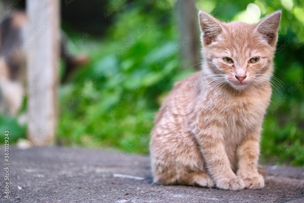 homeless kitten sits on the pavement. general plan. color homeless kitten sits on the pavement. general plan. color