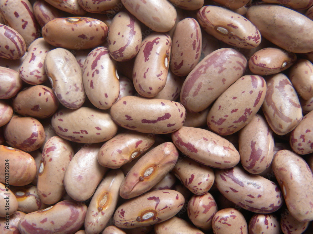 Red and white color raw whole speckled kidney beans Red and white color raw whole speckled kidney beans