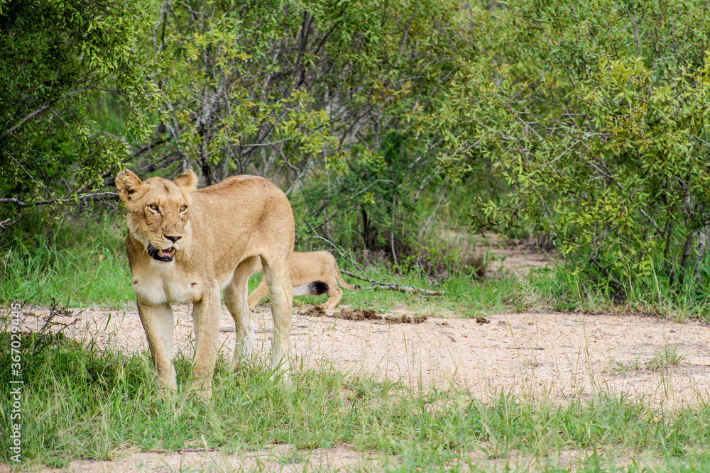 Portrait of an African lioness in bush stalking during a safari experience in Kruger national park Portrait of an African lioness in bush stalking during a safari experience in Kruger national park