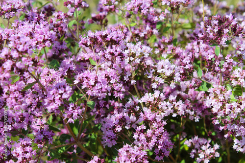 Beautiful flowers of oregano. Close-up. Background. Texture.