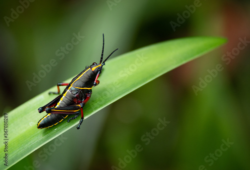 grasshopper on a leaf © joshua