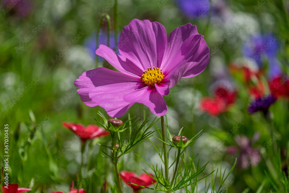 Fototapeta premium Cosmea