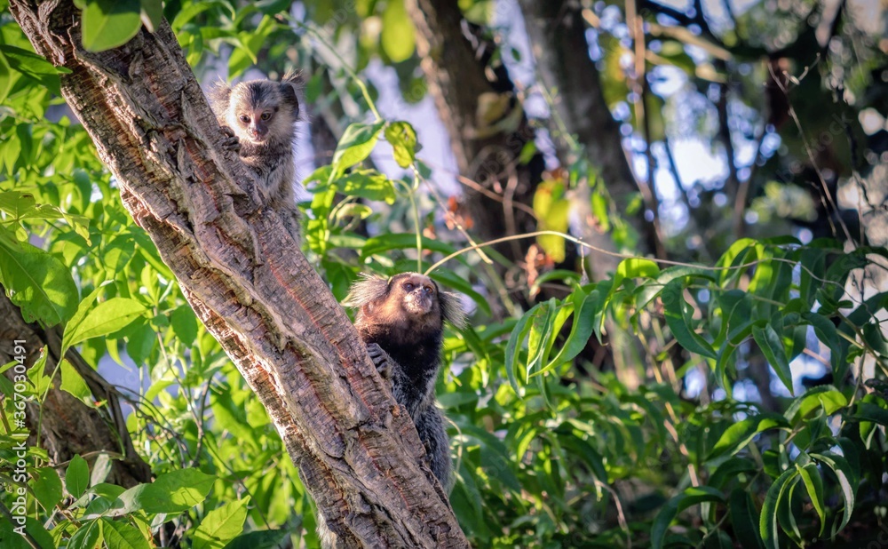 squirrel in the tree