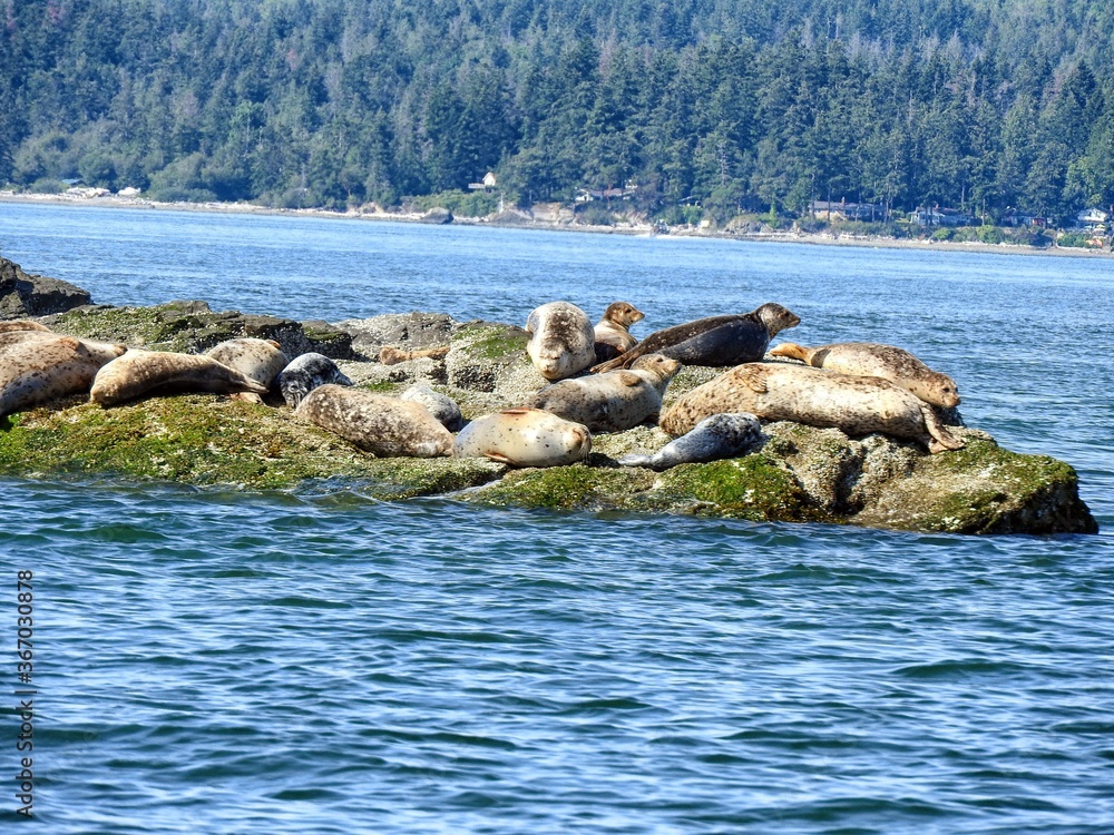 Obraz premium Seal rocks in the sea
