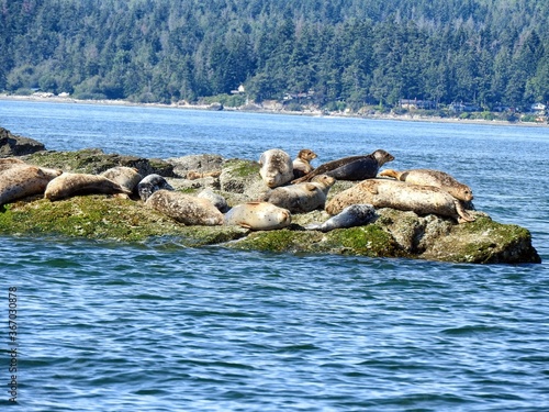 Seal rocks in the sea