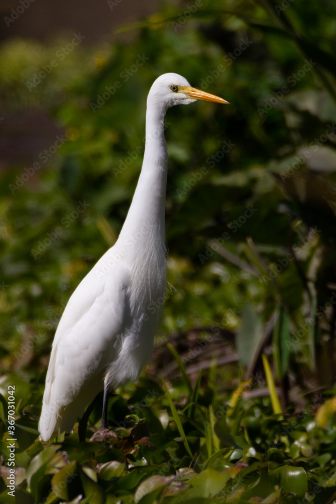 Eastern great egret standing in a weed bed at Colleges Crossing near Brisbane Eastern great egret standing in a weed bed at Colleges Crossing near Brisbane
