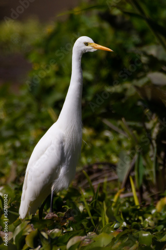 Eastern great egret standing in a weed bed at Colleges Crossing near Brisbane