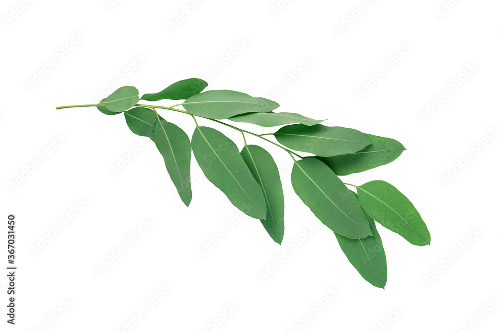 Eucalyptus  leaves isolated on white background.tropical exotic foliage