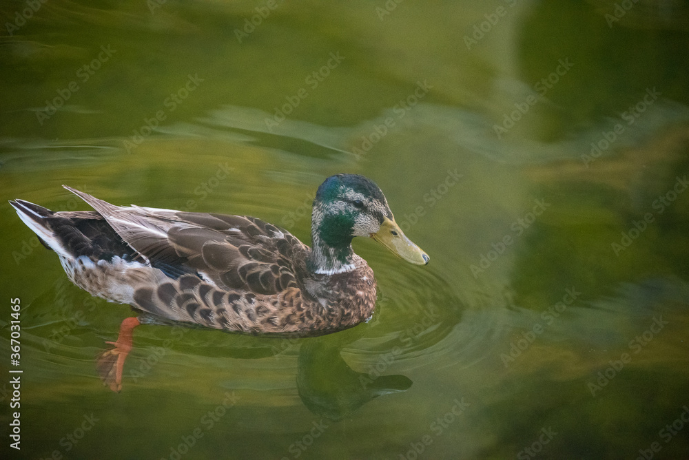 Ducks at Play Ducks at Play