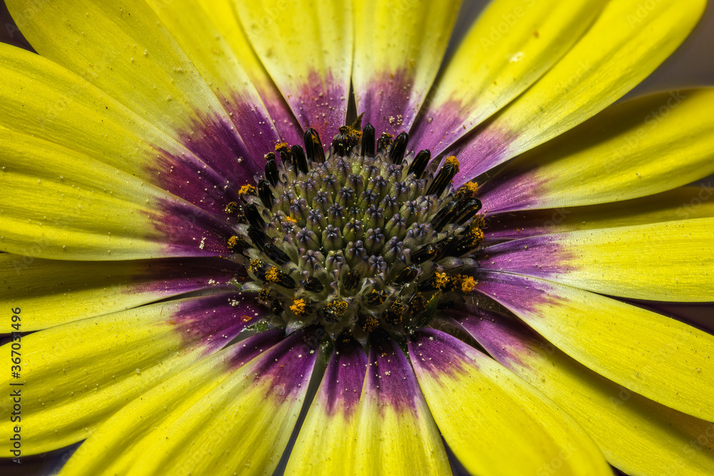 Flower of African Daisy (Osteospermum spec.) Flower of African Daisy (Osteospermum spec.)
