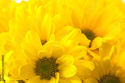 Bright and Yellow Sunflower Bouquet